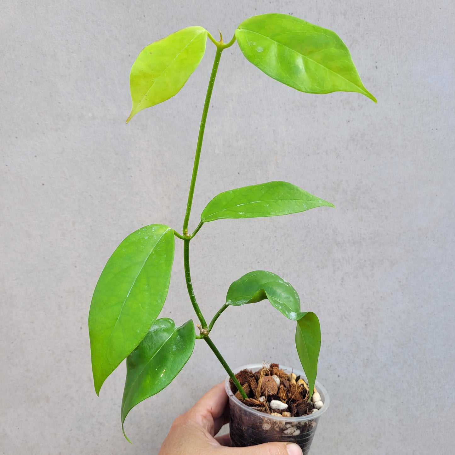 Hoya coriacea Malaysia IML0716