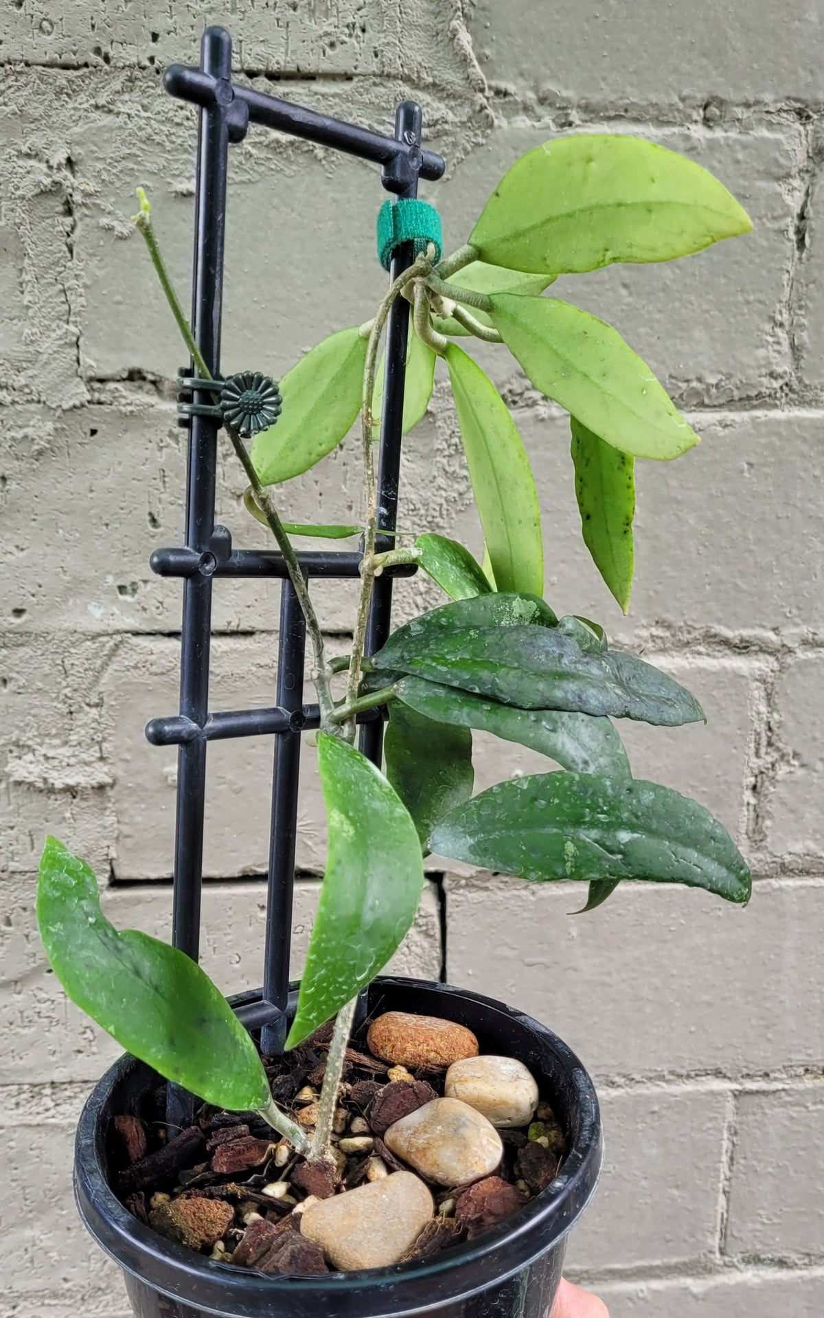 Hoya uncinata ssp padangensis - mature size plant
