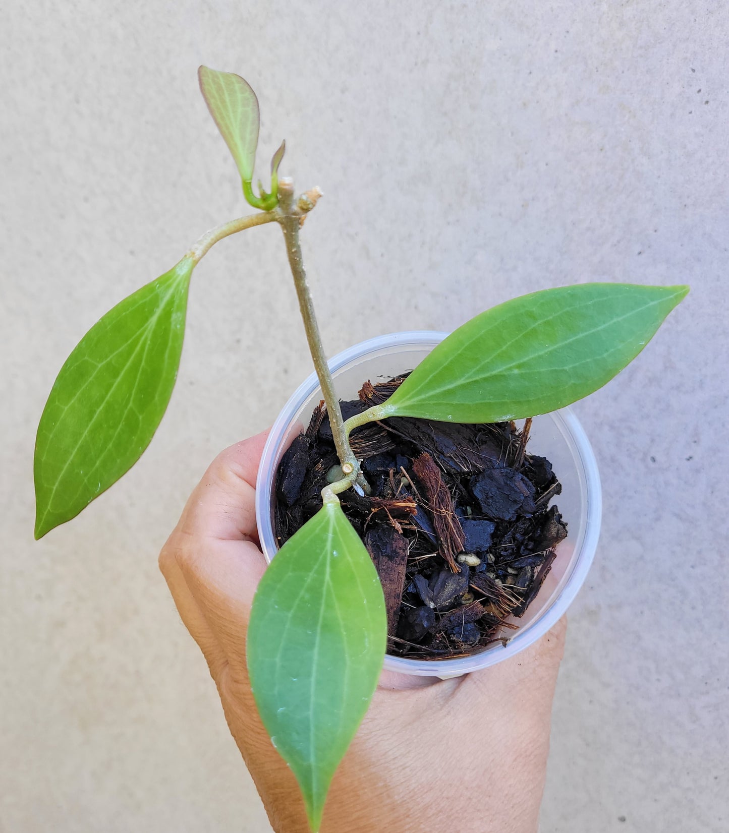 Hoya chunii IML1134 (chuniana) PNG