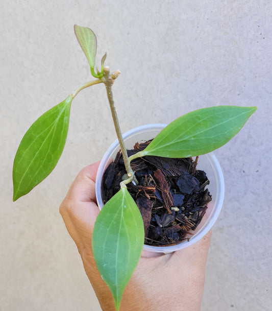 Hoya chunii IML1134 (chuniana) PNG