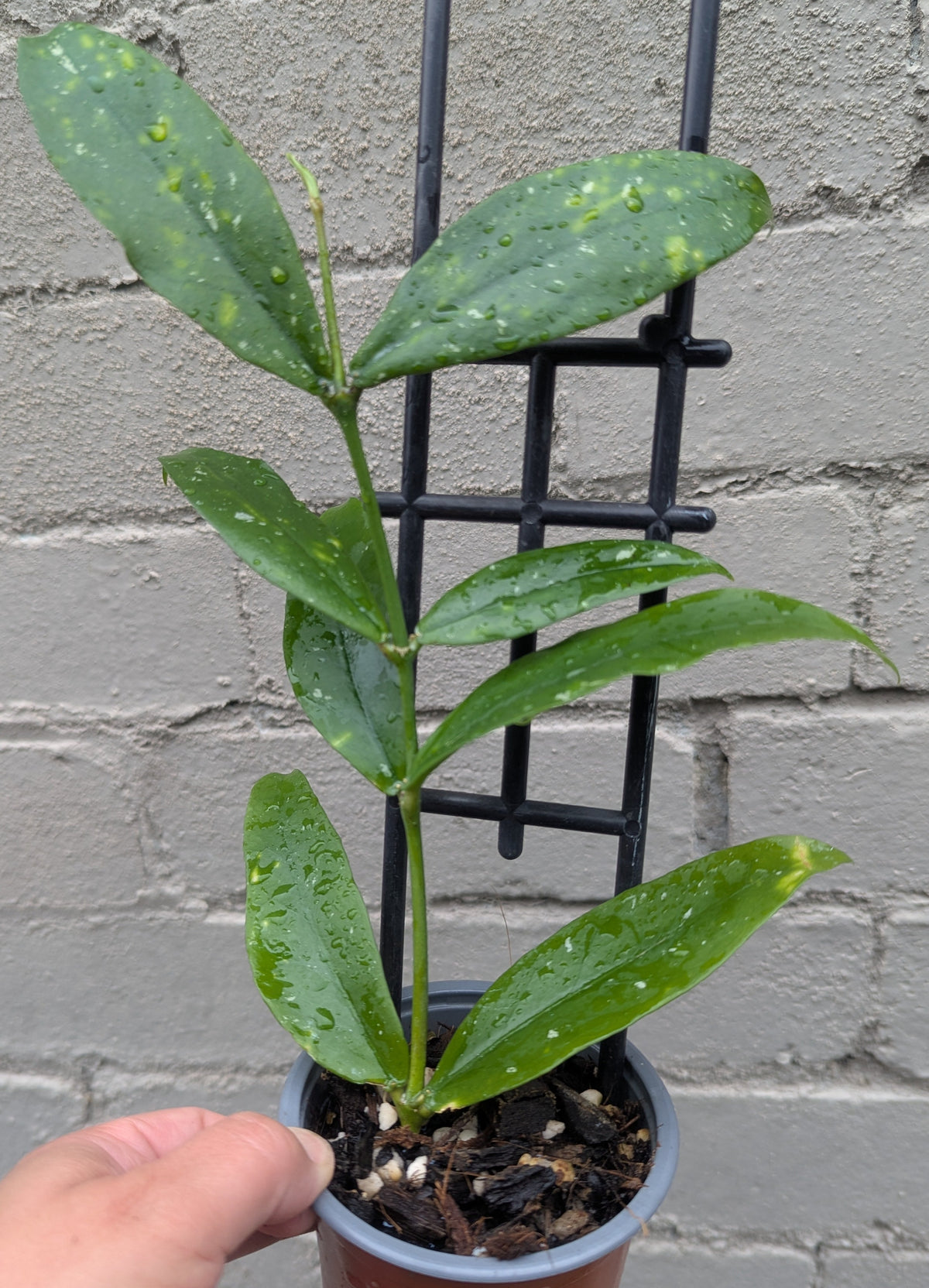 Hoya lobbii Thailand IML1524 - Orange flowers
