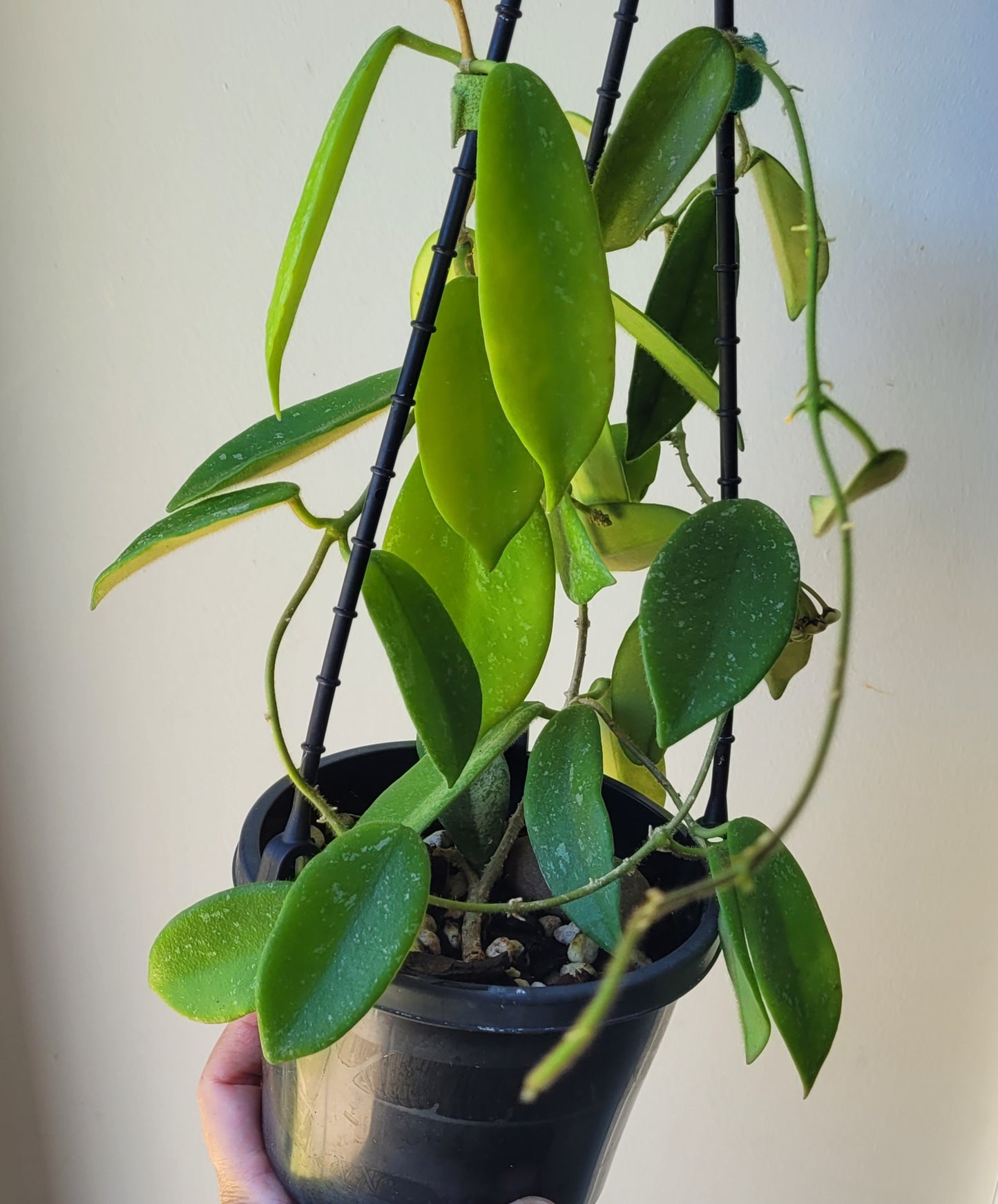 Hoya thomsonii White IML1177- Large mature plant
