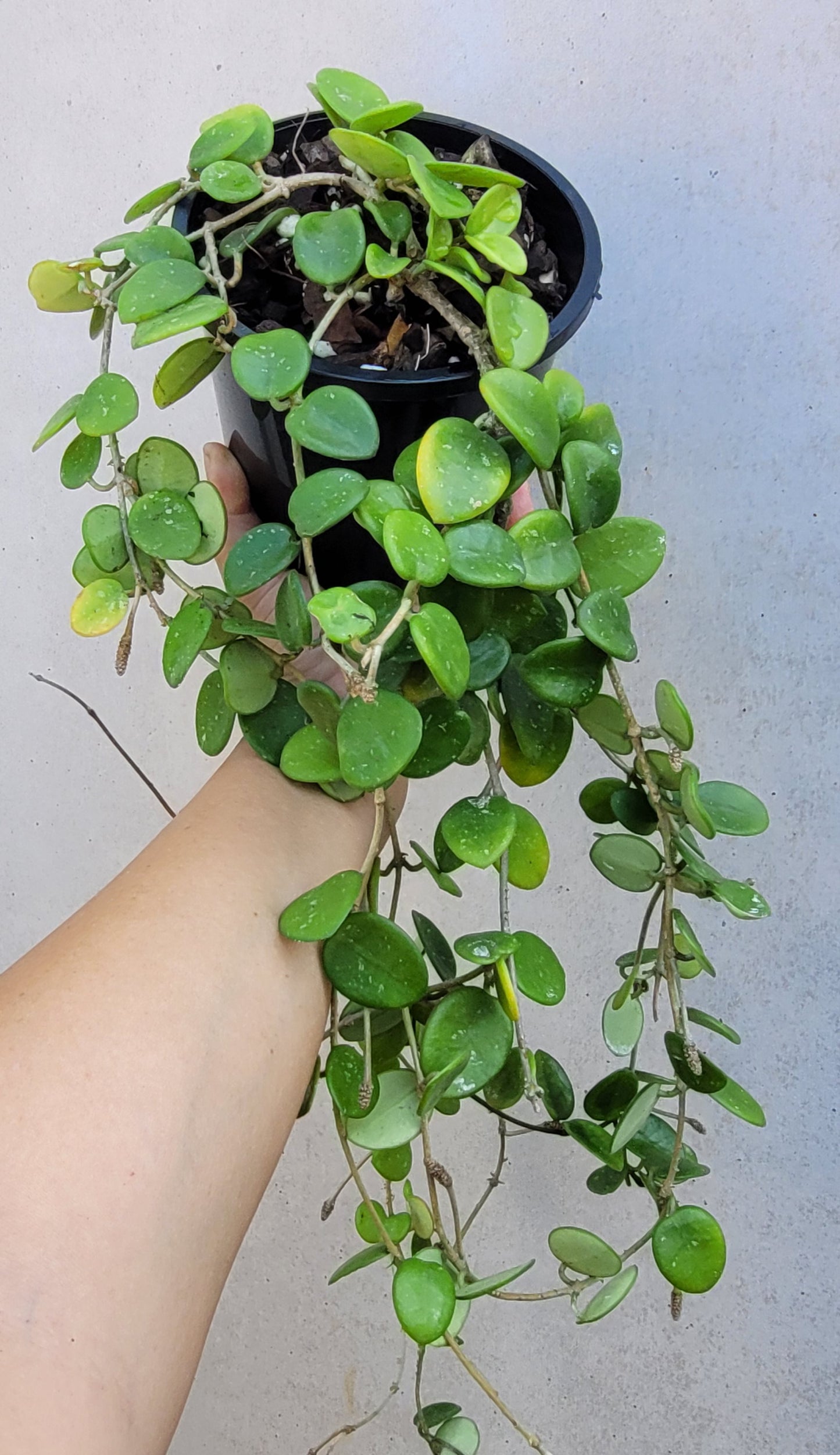 Hoya 'Mathilde' hybrid cross (hoya carnosa X hoya serpens)- Mature Large Plant