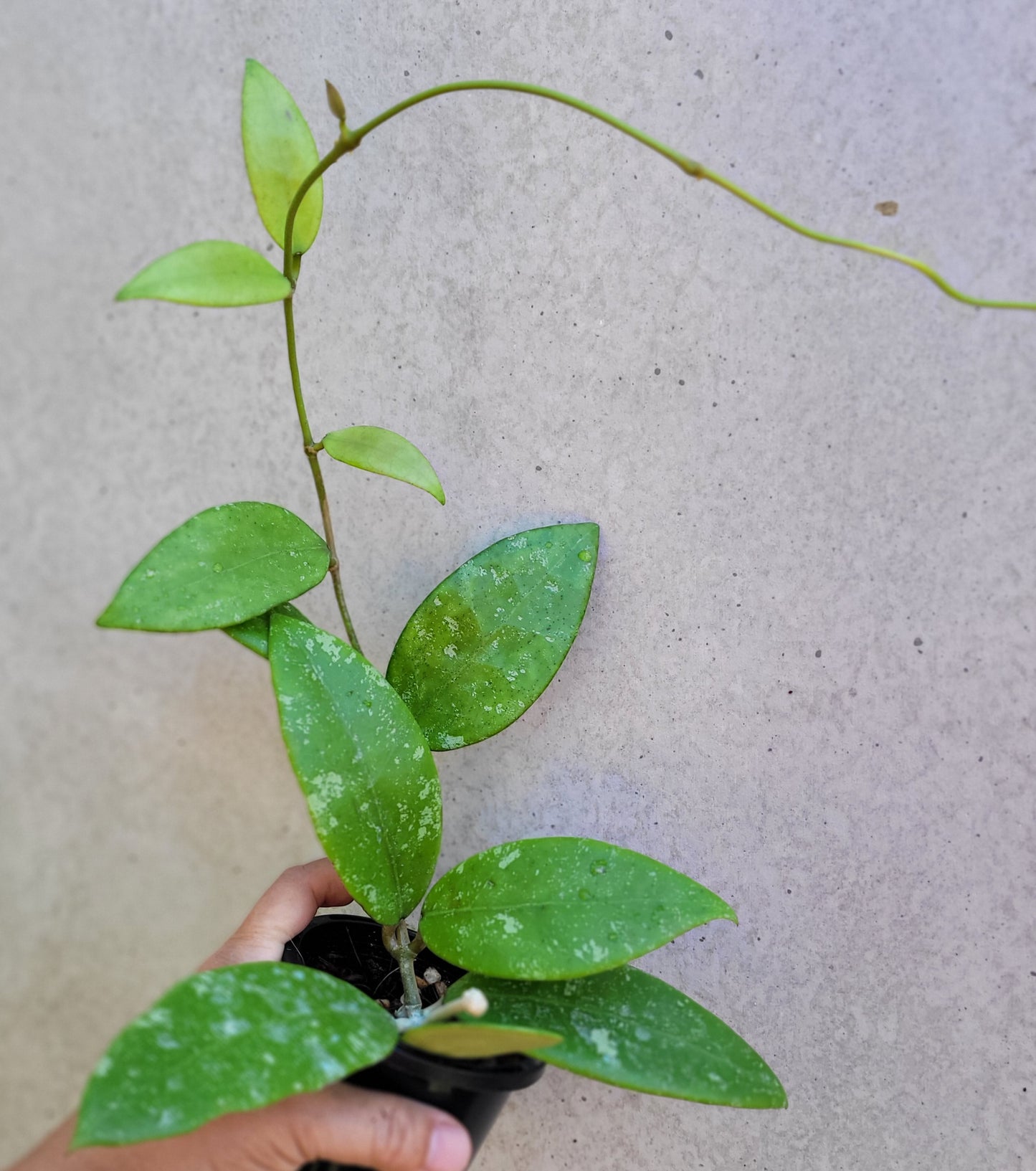 Hoya sp. Ko Chang Island Thailand IML1508