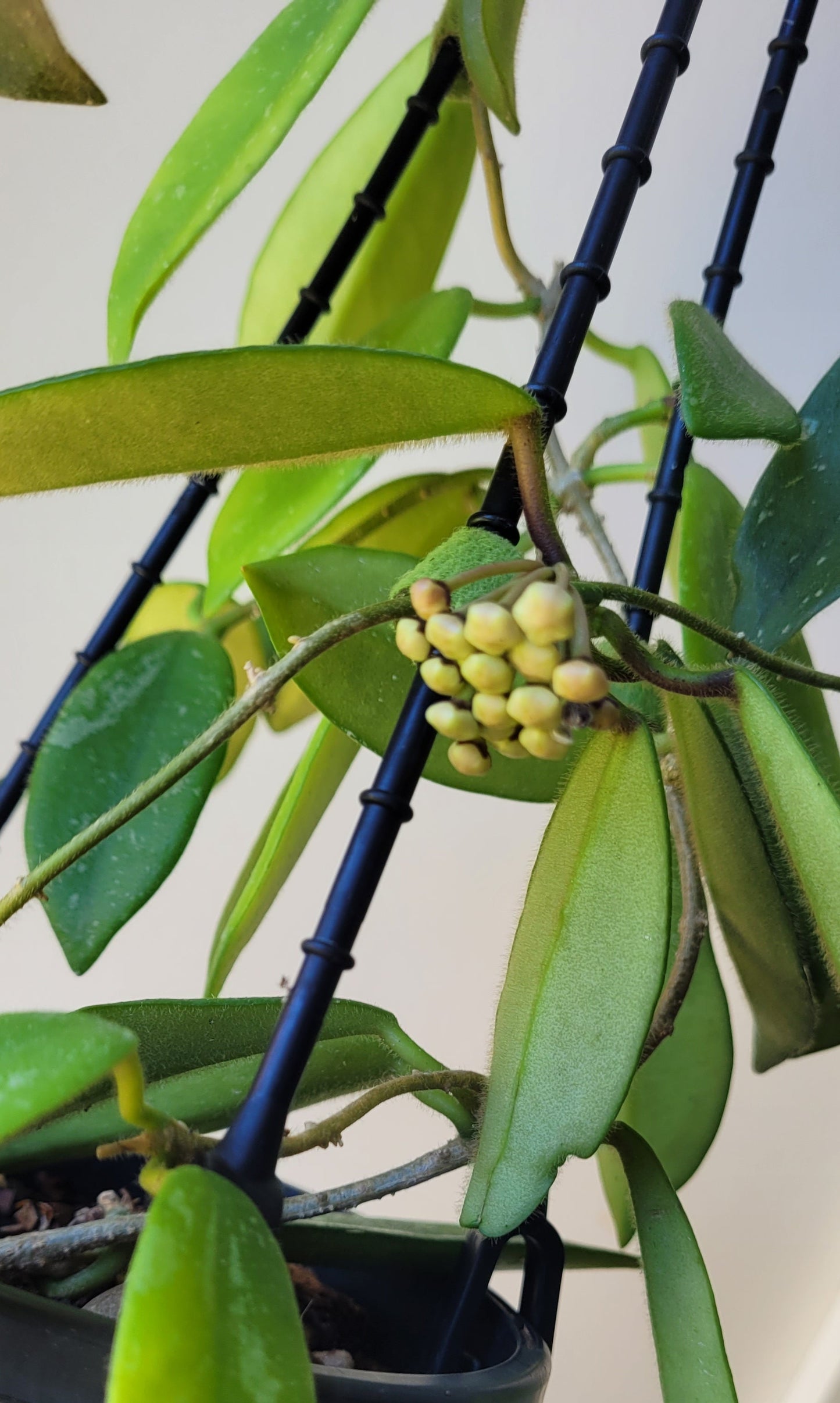 Hoya thomsonii White IML1177- Large mature plant