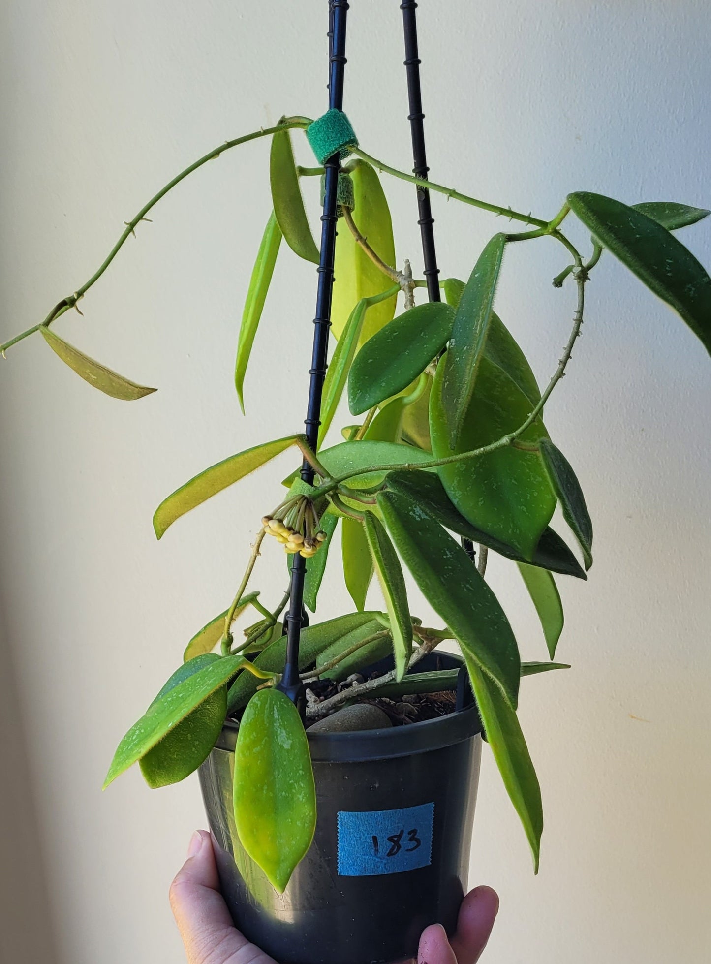 Hoya thomsonii White IML1177- Large mature plant