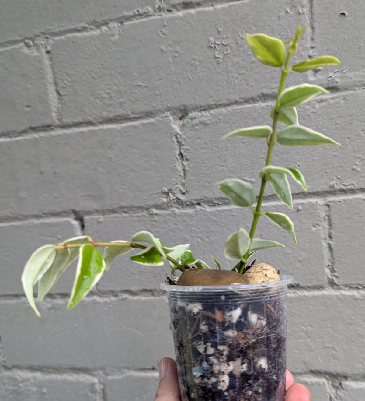 Hoya bella albomarginata