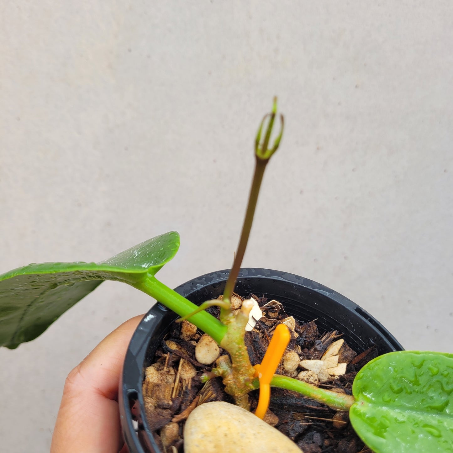 Hoya archboldiana PNG IML0414 (white flowers)