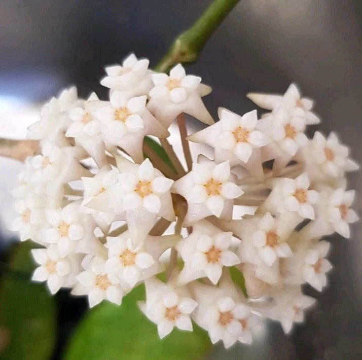 Hoya sp. Ko Chang Island Thailand IML1508