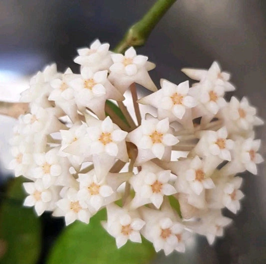 Hoya sp. Ko Chang Island Thailand IML1508
