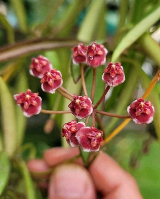 Hoya aff. kentiana Philippines IML0834 (prev h. angustifolia)